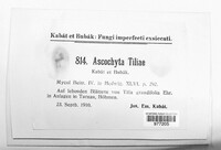 Ascochyta tiliae image